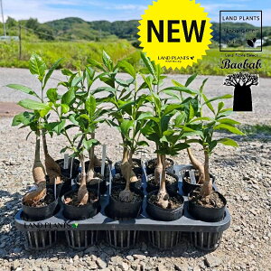 【ケース販売:15入】 バオバブ(ディキタータ) 2.5号 ポット苗 15鉢 バ・オバブ バオバブの木ウムコーモ クーカ ムブユ ボッキ シラー トゥエガ アジアンハーブ Baobab Adans