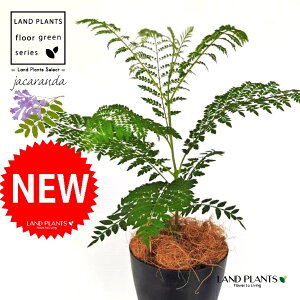 WJ_ 4 F vX`bN 1 yRRt@Co[z ~VtHA LhL WJ^ uWA[YEbh LhL ˋ[ _ VE{N Jacaranda Ja