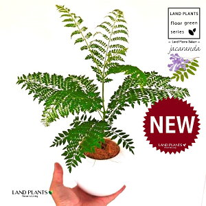 WJ_ F ی^ 픫 1 yMERRt@Co[z ~VtHA LhL WJ^ uWA[YEbh LhL ˋ[ _ VE{N Jacaranda Jac