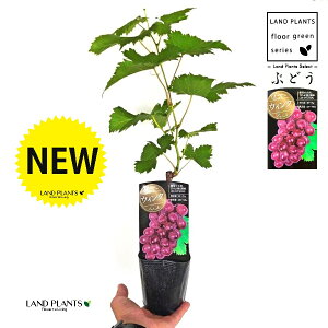 uhEiEBNj 3.5 |bgc 1   c c ʎ uhE̖ ̖ } } }ؕc ECN grape Vitis spp