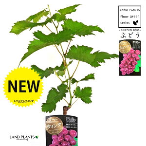 uhEiEBNj 3.5 |bgc 1   c c ʎ uhE̖ ̖ } } }ؕc ECN grape Vitis spp