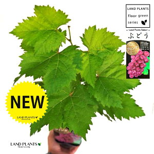 uhEiEBNj 3.5 |bgc 1   c c ʎ uhE̖ ̖ } } }ؕc ECN grape Vitis spp
