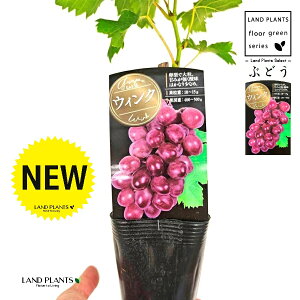 uhEiEBNj 3.5 |bgc 1   c c ʎ uhE̖ ̖ } } }ؕc ECN grape Vitis spp