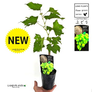 uhEiS[htBK[j 3.5 |bgc 1   c c ʎ uhE̖ ̖ } } }ؕc ECN grape Vitis spp
