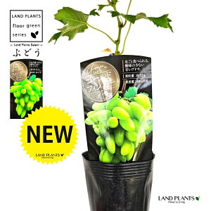 uhEiS[htBK[j 3.5 |bgc 1   c c ʎ uhE̖ ̖ } } }ؕc ECN grape Vitis spp