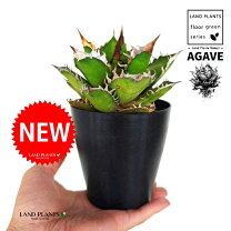 楽天市場】アガベ アメリカーナ（サイズ（植木鉢）4 ～ 6号）（観葉 
