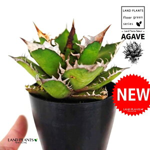 AKxi`^m^j 4 F vX`bN 1 ynCh{[z AKx`^m^ i債j AK AG Agave titanota