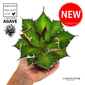 AKxi`^m^j 4 F vX`bN 1 ynCh{[z AKx`^m^ i債j AK AG Agave titanota