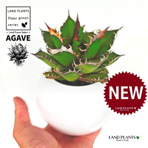 AKxi`^m^j F ی^ 픫 1 yMEnCh{[z AKx`^m^ i債j AK AG Agave titanota