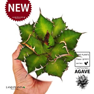 AKxi`^m^j F ی^ 픫 1 yMEnCh{[z AKx`^m^ i債j AK AG Agave titanota