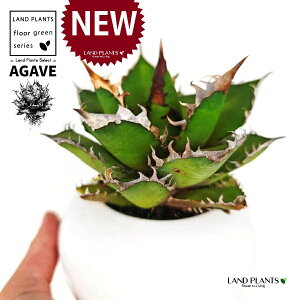 AKxi`^m^j F ی^ 픫 1 yMEnCh{[z AKx`^m^ i債j AK AG Agave titanota