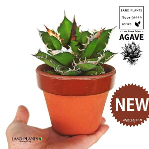 AKxi`^m^j ̂Ȃ ʉ 4 [^ 1 yRRt@Co[z AKx`^m^ i債j AK AG Agave titanota