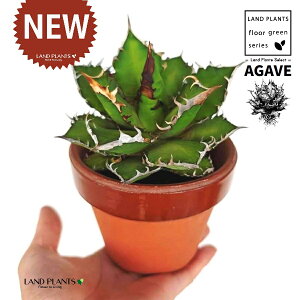 AKxi`^m^j ̂Ȃ ʉ 4 [^ 1 yRRt@Co[z AKx`^m^ i債j AK AG Agave titanota