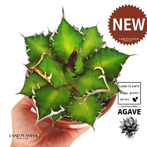 AKxi`^m^j ̂Ȃ ʉ 4 [^ 1 yRRt@Co[z AKx`^m^ i債j AK AG Agave titanota