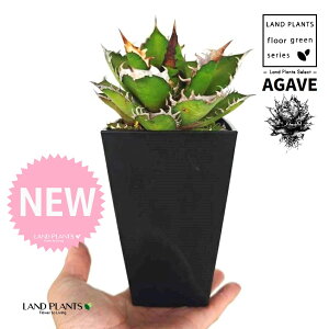 AKxi`^m^j 4 F XNGA^ vX`bN 1 yMEnCh{[z AKx`^m^ i債j AK AG Agave titanota