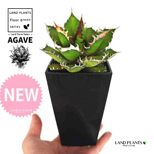 AKxi`^m^j 4 F XNGA^ vX`bN 1 yMEnCh{[z AKx`^m^ i債j AK AG Agave titanota