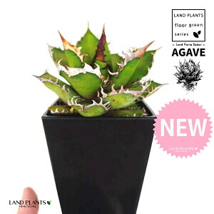 AKxi`^m^j 4 F XNGA^ vX`bN 1 yMEnCh{[z AKx`^m^ i債j AK AG Agave titanota