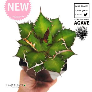 AKxi`^m^j 4 F XNGA^ vX`bN 1 yMEnCh{[z AKx`^m^ i債j AK AG Agave titanota