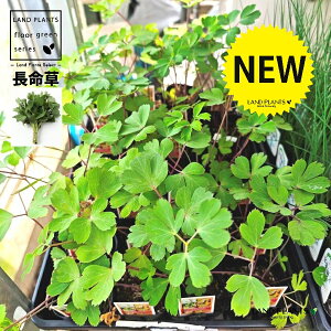 �y�P�[�X�̔��F28���z �{�^���{�E�t�E�i�������j 3�� �|�b�g�c 28�� �_�C�O�� ���{�O�� Peucedanum japonicum Thunb. var. japonicum