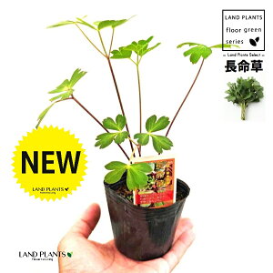 �{�^���{�E�t�E�i�������j 3�� �|�b�g�c 1�� �_�C�O�� ���{�O�� Peucedanum japonicum Thunb. var. japonicum