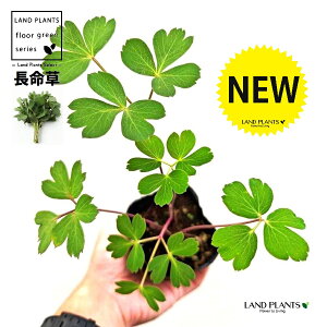 �{�^���{�E�t�E�i�������j 3�� �|�b�g�c 1�� �_�C�O�� ���{�O�� Peucedanum japonicum Thunb. var. japonicum