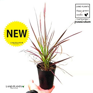 yjZ^it@C[[NXFԉ΁j 3.5 |bgc Cl yjZ^ `JVo Pennisetum setaceum 'Fireworks'