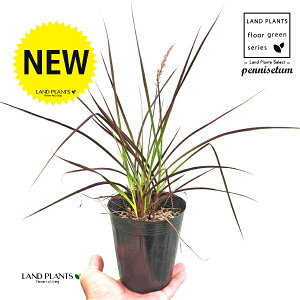 yjZ^it@C[[NXFԉ΁j 3.5 |bgc Cl yjZ^ `JVo Pennisetum setaceum 'Fireworks'