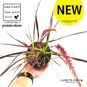 yjZ^it@C[[NXFԉ΁j 3.5 |bgc Cl yjZ^ `JVo Pennisetum setaceum 'Fireworks'