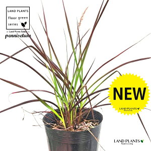 yjZ^it@C[[NXFԉ΁j 3.5 |bgc Cl yjZ^ `JVo Pennisetum setaceum 'Fireworks'