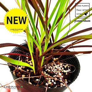 yjZ^it@C[[NXFԉ΁j 3.5 |bgc Cl yjZ^ `JVo Pennisetum setaceum 'Fireworks'