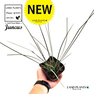 JXiu[A[j 3 |bgc 1 WJX JXu[A[ Cl Cl yVOX Juncus inflexs 'Blue Arrows'