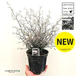 RLAiRglAX^[j 5 vX`bNc 1 RLARglAX^[ Corokia cotoneaster