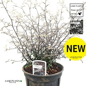 RLAiRglAX^[j 5 vX`bNc 1 RLARglAX^[ Corokia cotoneaster