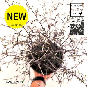 RLAiRglAX^[j 5 vX`bNc 1 RLARglAX^[ Corokia cotoneaster