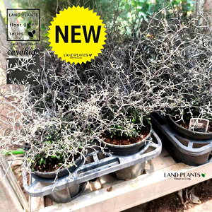 yP[X̔F6z LAiRglAX^[j 5 vX`bNc 6 RLARglAX^[ Corokia cotoneaster