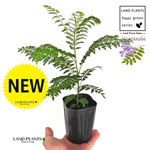 WJ_ 3.5 |bgc 1 ~VtHA LhL WJ^ uWA[YEbh LhL ˋ[ _ VE{N Jacaranda Jacaranda mimosifolia