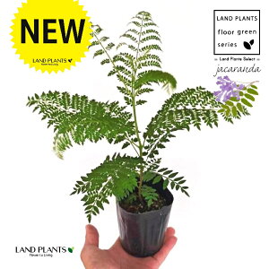 ジャカランダ 3.5号 ポット苗 1鉢 ミモシフォリア キリモドキ ジャヤカランタ ブラジリアンローズウッド キリモドキぞく 桐擬き属 紫雲木 シウンボク Jacaranda Jacaranda mimosifolia