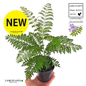 WJ_ 3.5 |bgc 1 ~VtHA LhL WJ^ uWA[YEbh LhL ˋ[ _ VE{N Jacaranda Jacaranda mimosifolia
