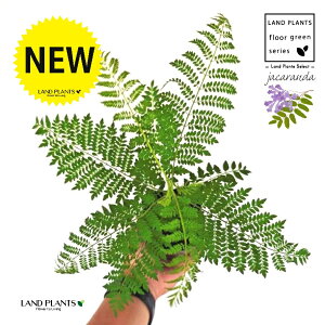 WJ_ 3.5 |bgc 1 ~VtHA LhL WJ^ uWA[YEbh LhL ˋ[ _ VE{N Jacaranda Jacaranda mimosifolia