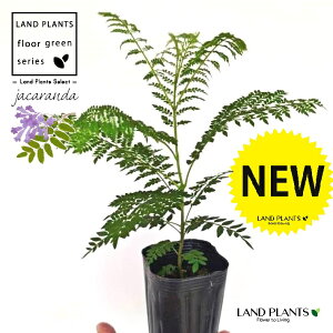 ジャカランダ 3.5号 ポット苗 1鉢 ミモシフォリア キリモドキ ジャヤカランタ ブラジリアンローズウッド キリモドキぞく 桐擬き属 紫雲木 シウンボク Jacaranda Jacaranda mimosifolia