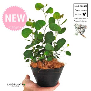 [Ji||Xj 5 F ^ ZA[g 1 yMERRt@Co[z ۏ }o ۏꃆ[J [J̖ RA RA̖ Eucalyptus polyanthemos