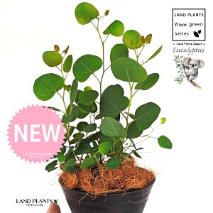 [Ji||Xj 5 F ^ ZA[g 1 yMERRt@Co[z ۏ }o ۏꃆ[J [J̖ RA RA̖ Eucalyptus polyanthemos