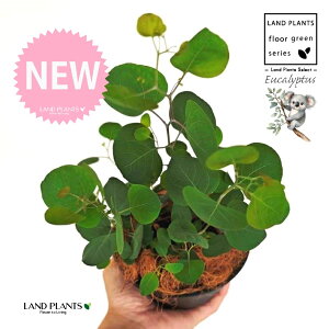 [Ji||Xj 5 F ^ ZA[g 1 yMERRt@Co[z ۏ }o ۏꃆ[J [J̖ RA RA̖ Eucalyptus polyanthemos