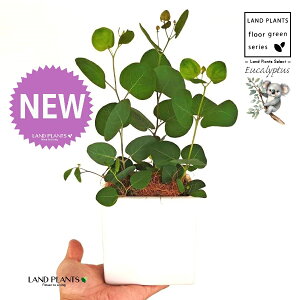 [Ji||Xj F L[u^ 픫 1 yMERRt@Co[z ۏ }o ۏꃆ[J [J̖ RA RA̖ Eucalyptus polyanthemos