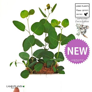 [Ji||Xj F L[u^ 픫 1 yMERRt@Co[z ۏ }o ۏꃆ[J [J̖ RA RA̖ Eucalyptus polyanthemos