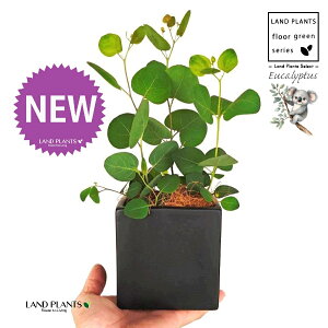 [Ji||Xj F L[u^ 픫 1 yMERRt@Co[z ۏ }o ۏꃆ[J [J̖ RA RA̖ Eucalyptus polyanthemos