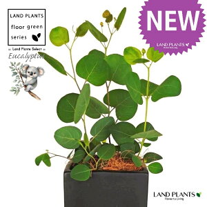 [Ji||Xj F L[u^ 픫 1 yMERRt@Co[z ۏ }o ۏꃆ[J [J̖ RA RA̖ Eucalyptus polyanthemos