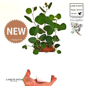 [Ji||Xj 4 F XNGA^ vX`bN 1 yMERRt@Co[z ۏ }o ۏꃆ[J [J̖ RA RA̖ Eucalyptus polyanthemos