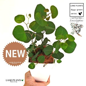 [Ji||Xj 4 F XNGA^ vX`bN 1 yMERRt@Co[z ۏ }o ۏꃆ[J [J̖ RA RA̖ Eucalyptus polyanthemos