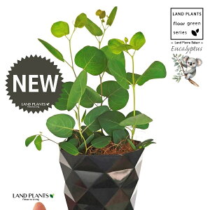 [Ji||Xj 4 F _C vX`bN 1 yMERRt@Co[z ۏ }o ۏꃆ[J [J̖ RA RA̖ Eucalyptus polyanthemos